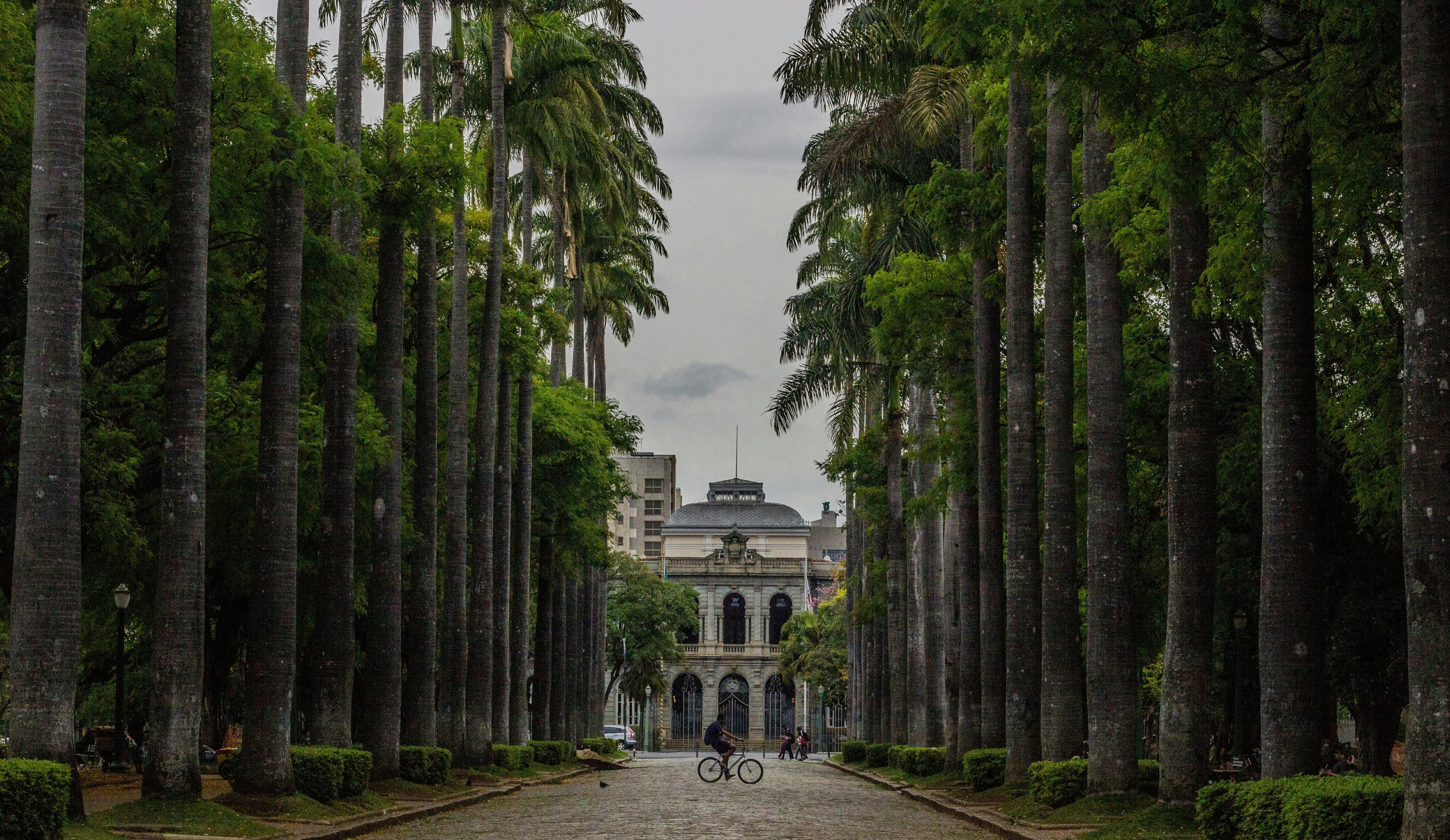 A cyclist on a cobbled road between two tall avenues of royal palms, with the Palácio da Liberdade at the far end in Belo Horizonte