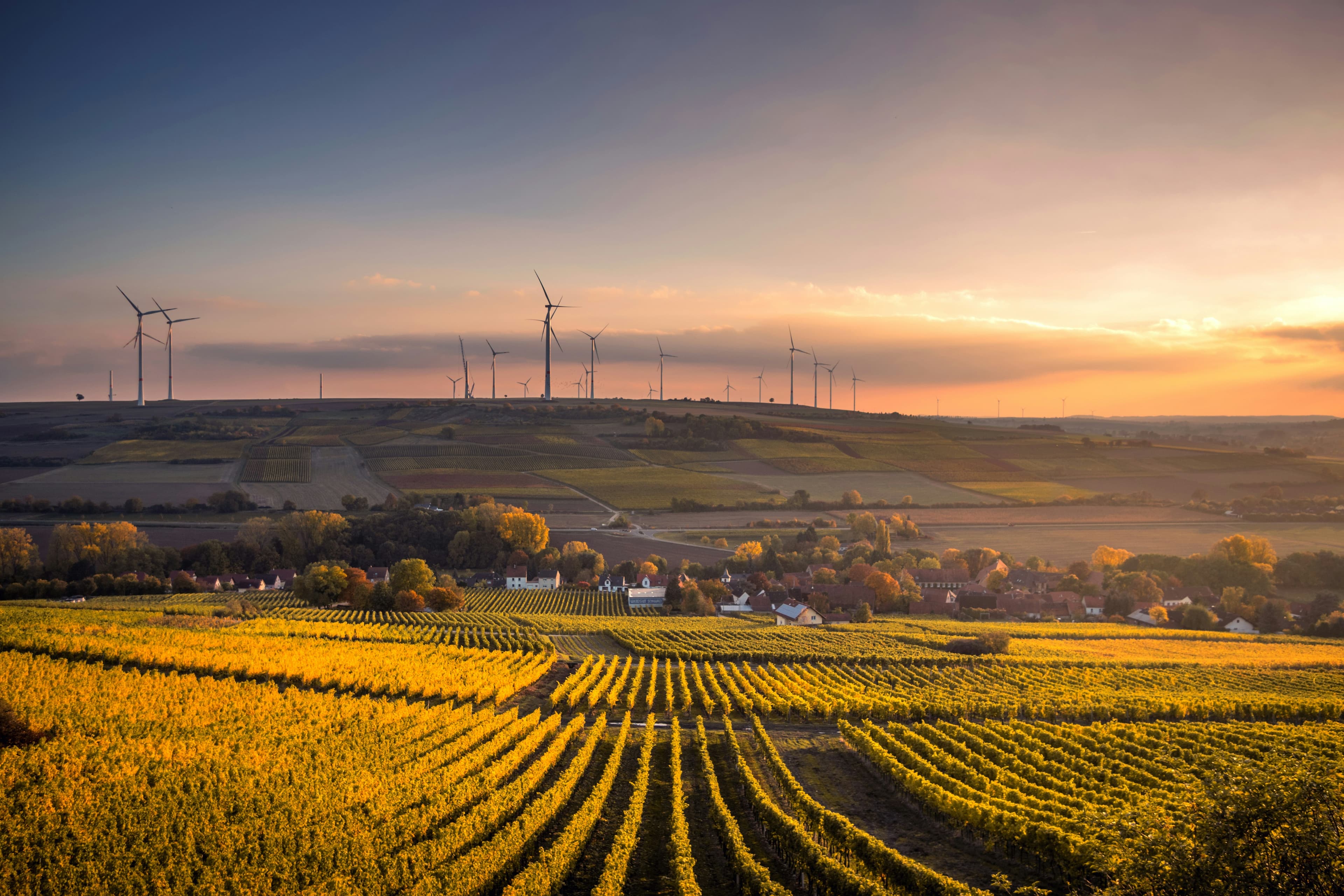 Rows of vines turning gold on a low hillside at sunset, a village among trees below and wind turbines along the ridge behind, vineyard country of the kind the Marathon du Vignoble d'Alsace crosses between Dorlisheim and Molsheim