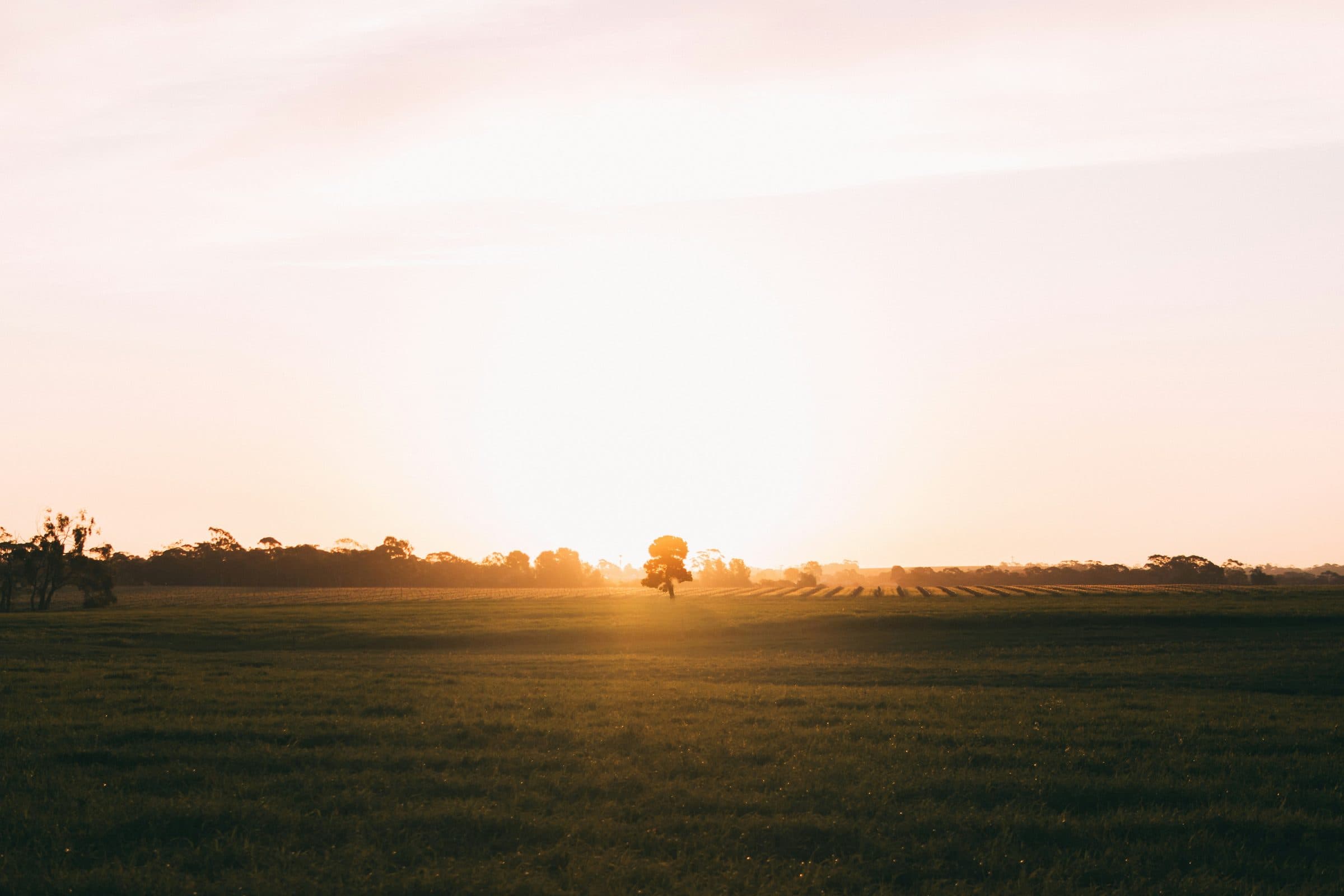 Sunrise over a paddock with rows of vines and gum trees on the horizon near Tanunda in the Barossa Valley