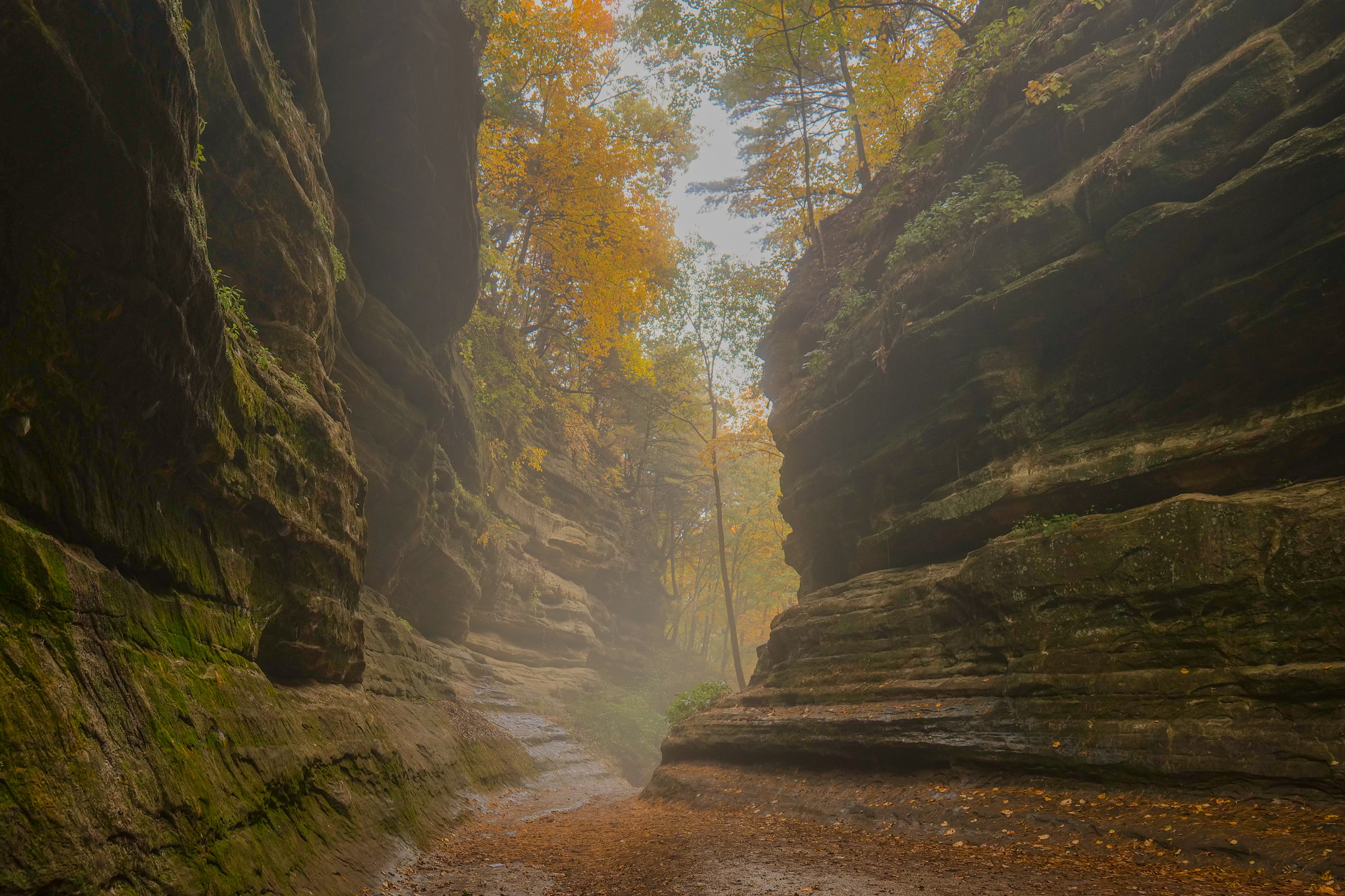 Morning mist filling a narrow sandstone canyon at Starved Rock State Park, Illinois, the layered rock walls rising steeply on both sides with orange maple leaves just visible at the canyon rim above