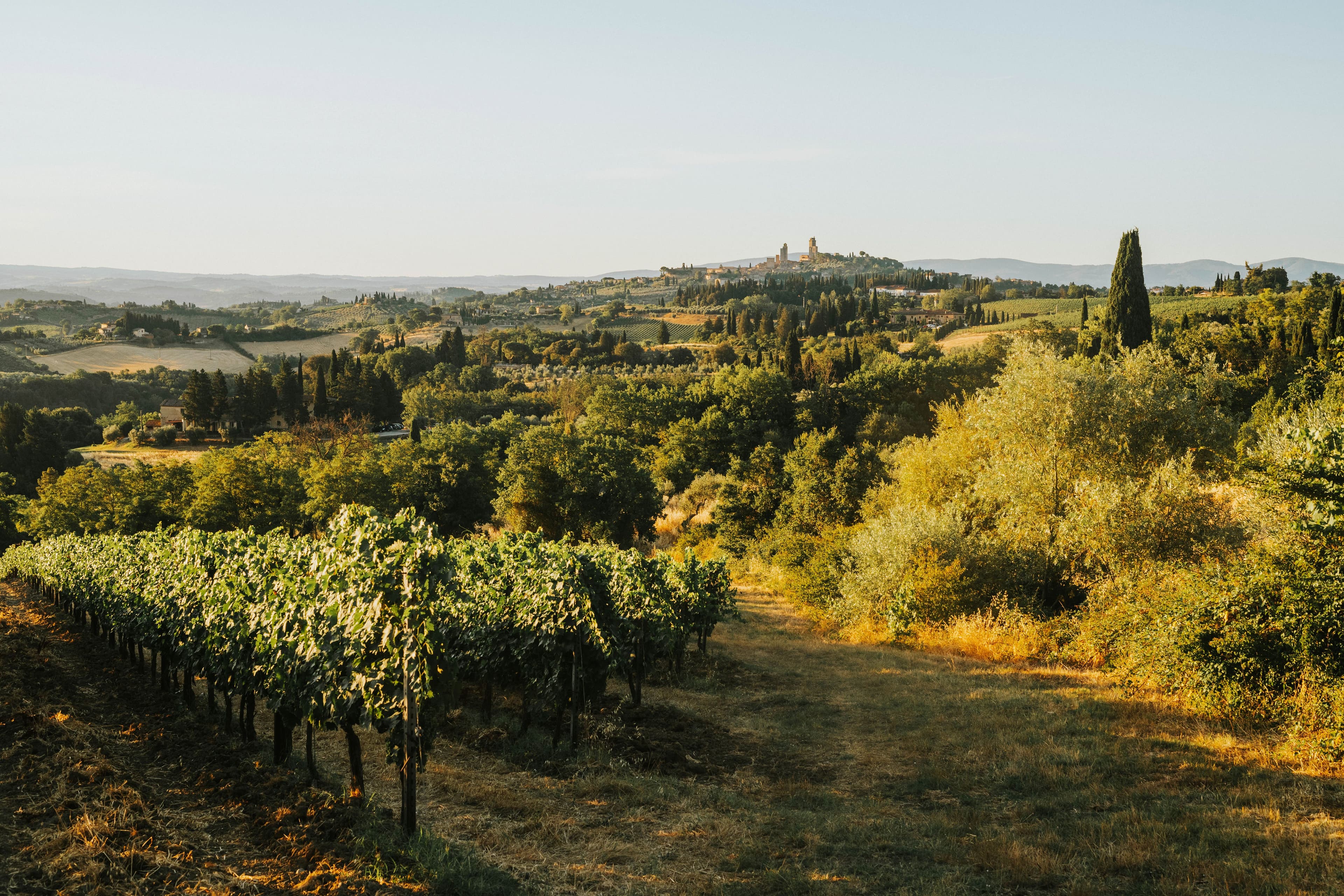 A row of vines in low evening light above wooded Tuscan hills, with cypresses, farm buildings and a hilltop town with towers on the horizon