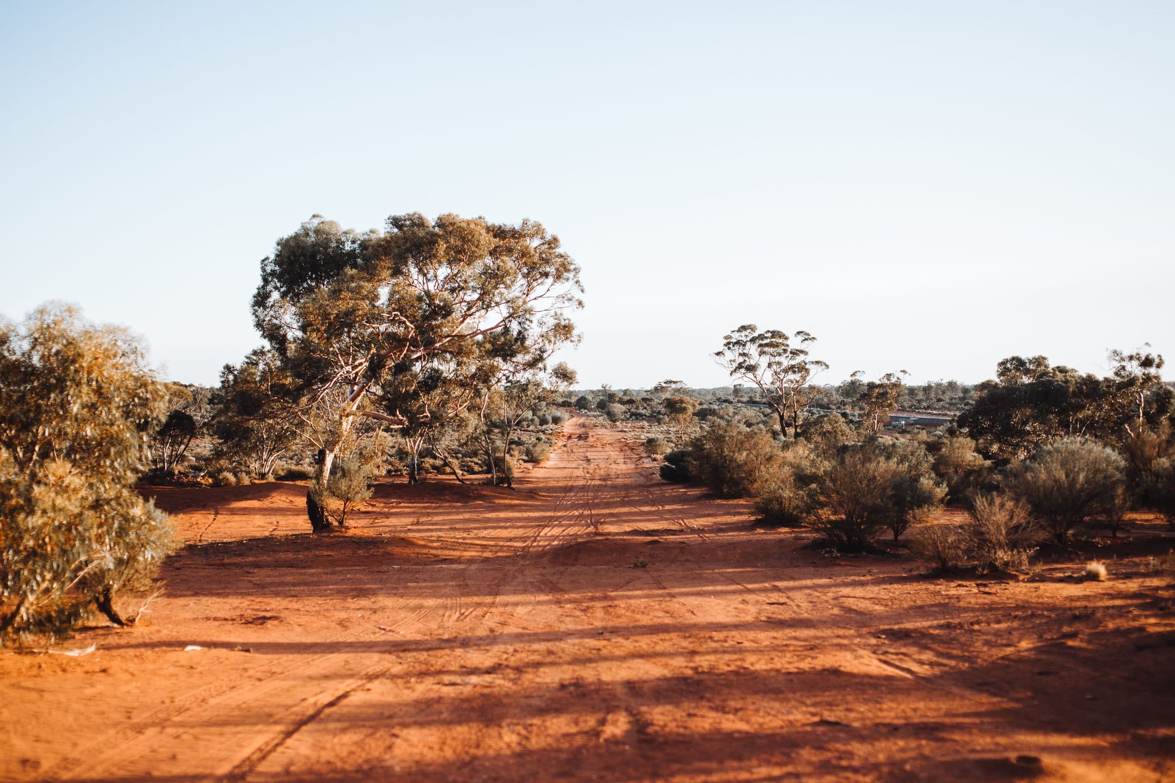 A red-earth bush track between eucalypts and saltbush in the Goldfields region of Western Australia
