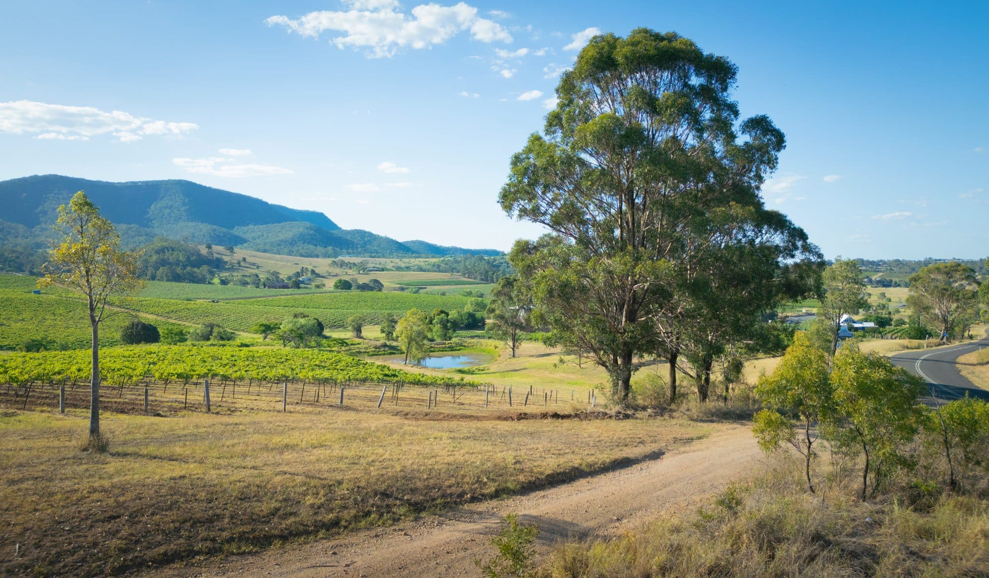 Green vineyard rows on a Hunter Valley hillside above a farm dam, with a dirt track, a tall eucalypt and forested ranges in the distance