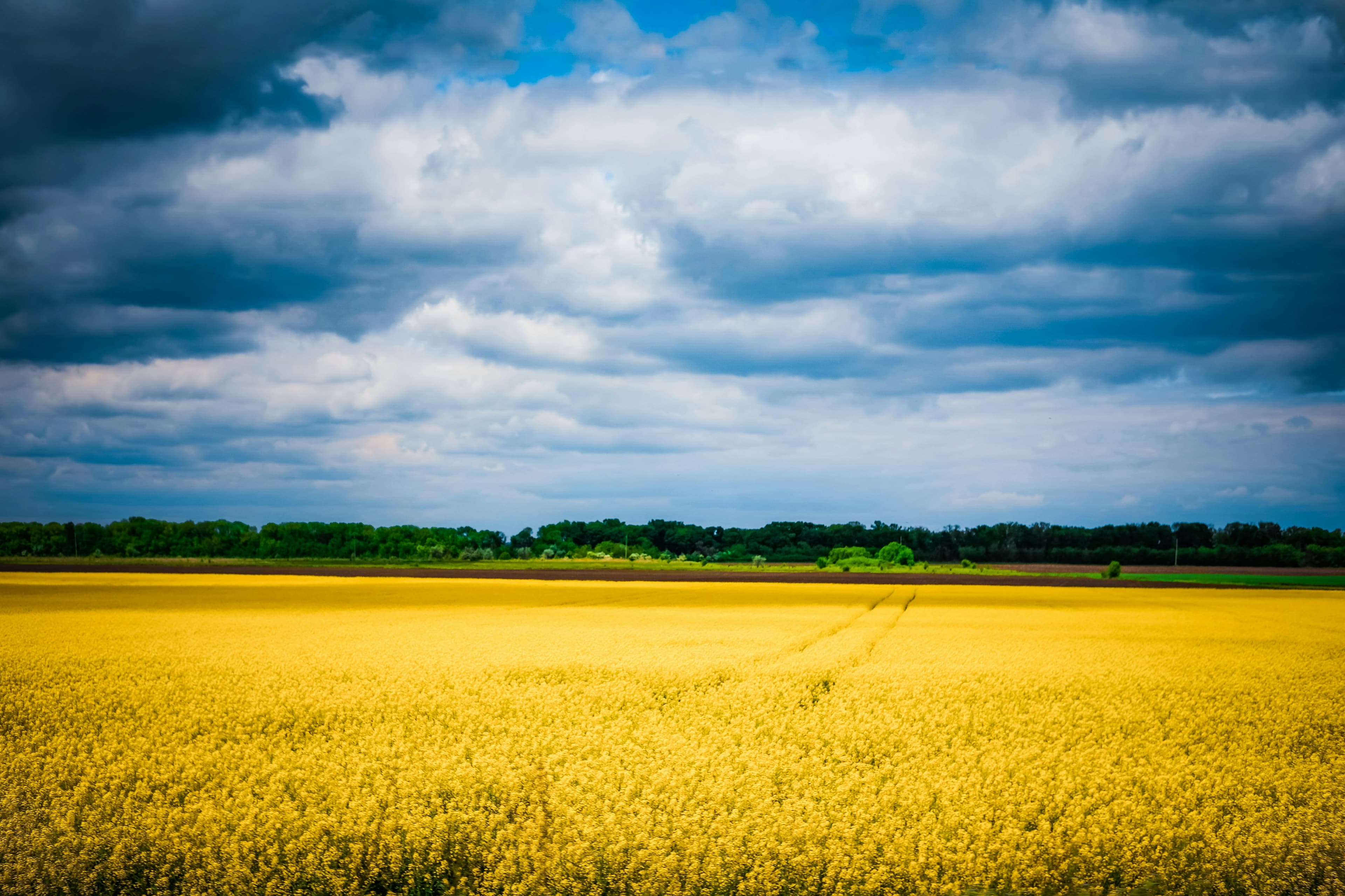 A wheat field in the Ukrainian countryside, blue sky above, not the race location itself