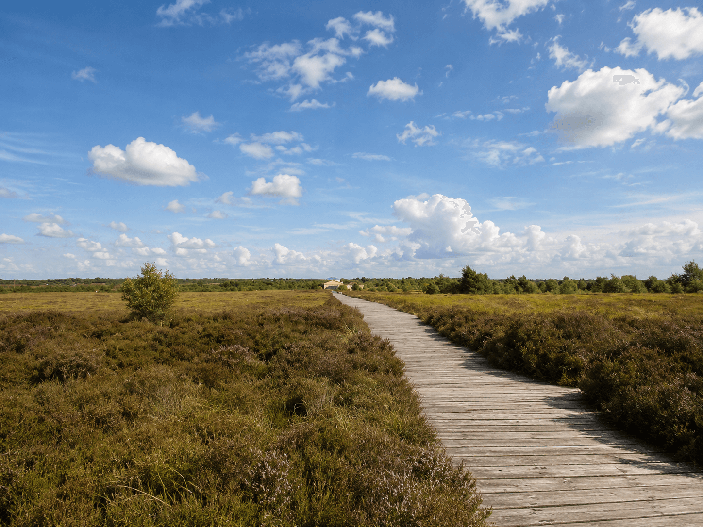 A wooden boardwalk crossing open bogland heather near Longford, Ireland's midlands, the same landscape the marathon's bog-side rural roads pass through