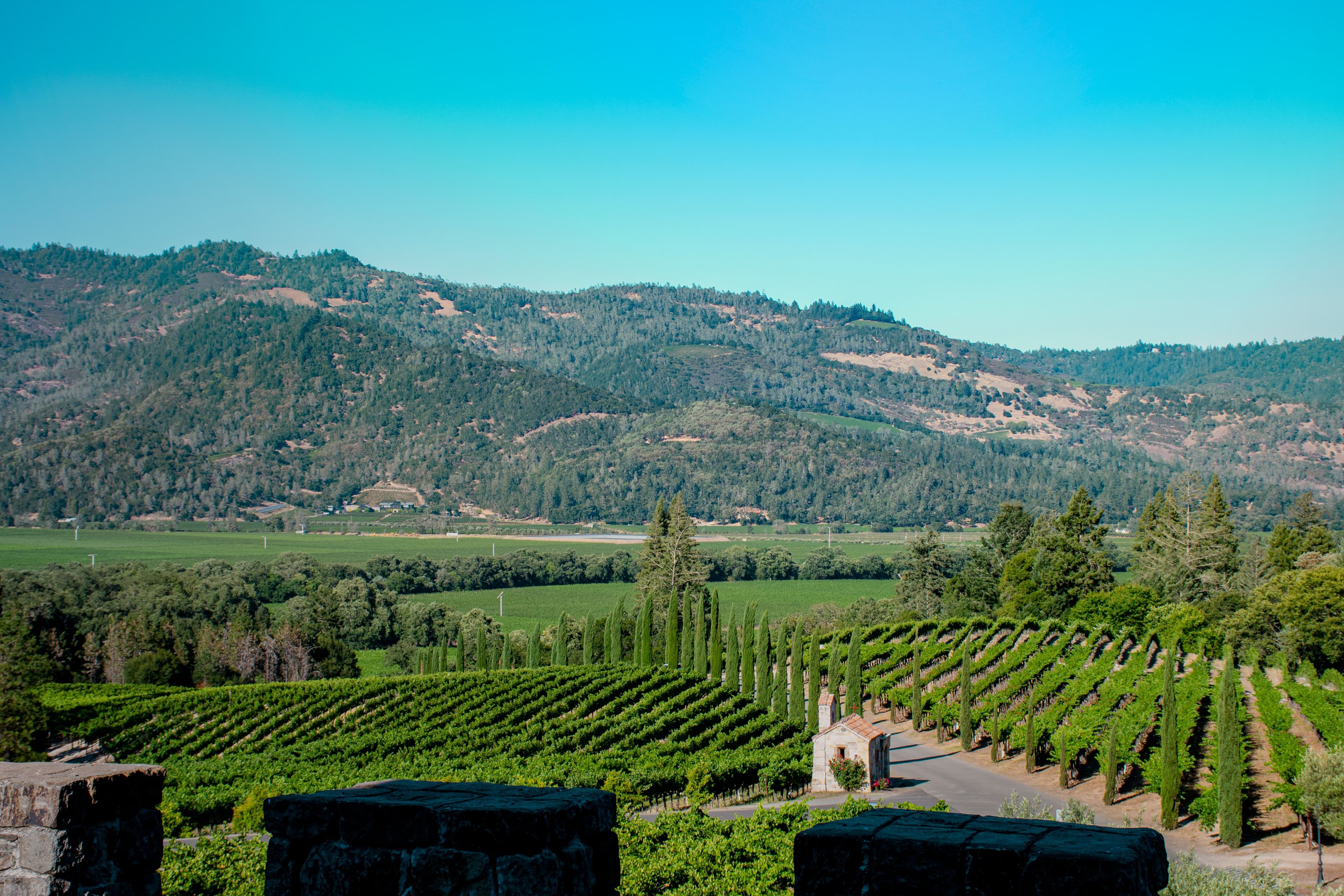 Vineyard rows and cypress trees below the Mayacamas Mountains in Napa Valley, along the marathon's Silverado Trail corridor