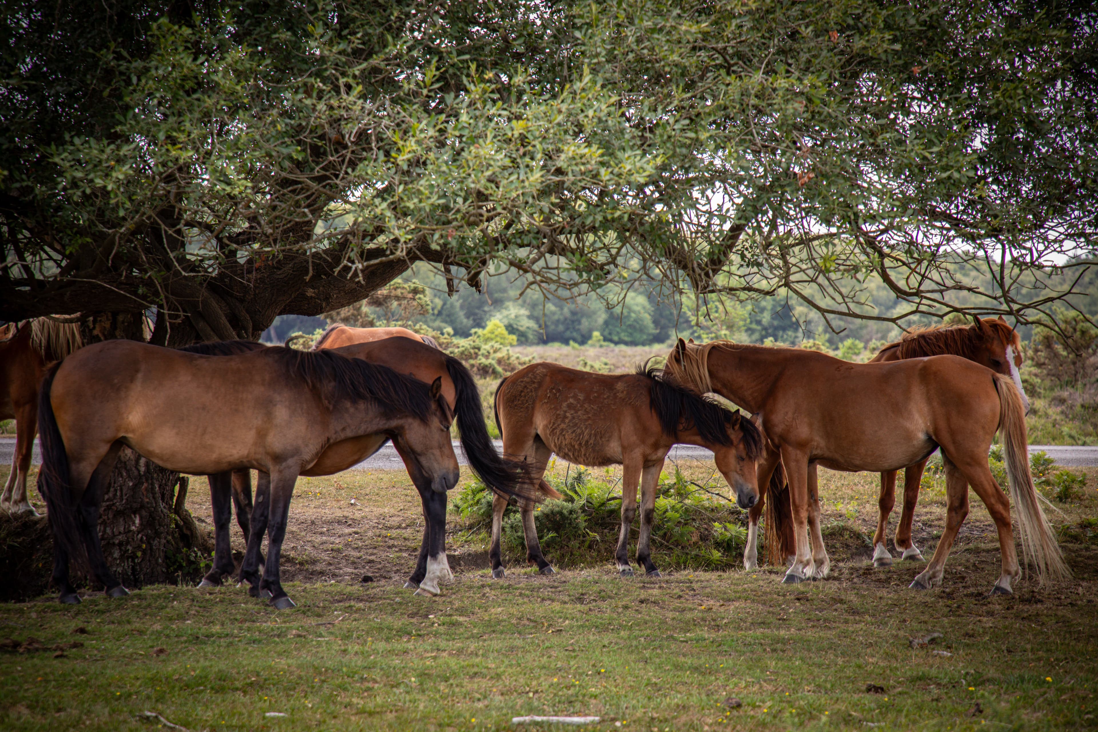 New Forest ponies grazing beneath a tree on open heathland near Brockenhurst, Hampshire