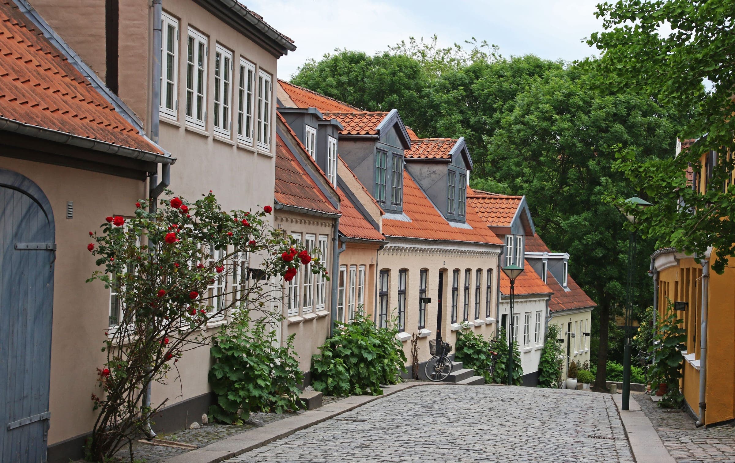A cobbled lane in Odense lined with low plastered houses under red-tiled roofs, with a climbing rose in flower and tall green trees at the end of the street