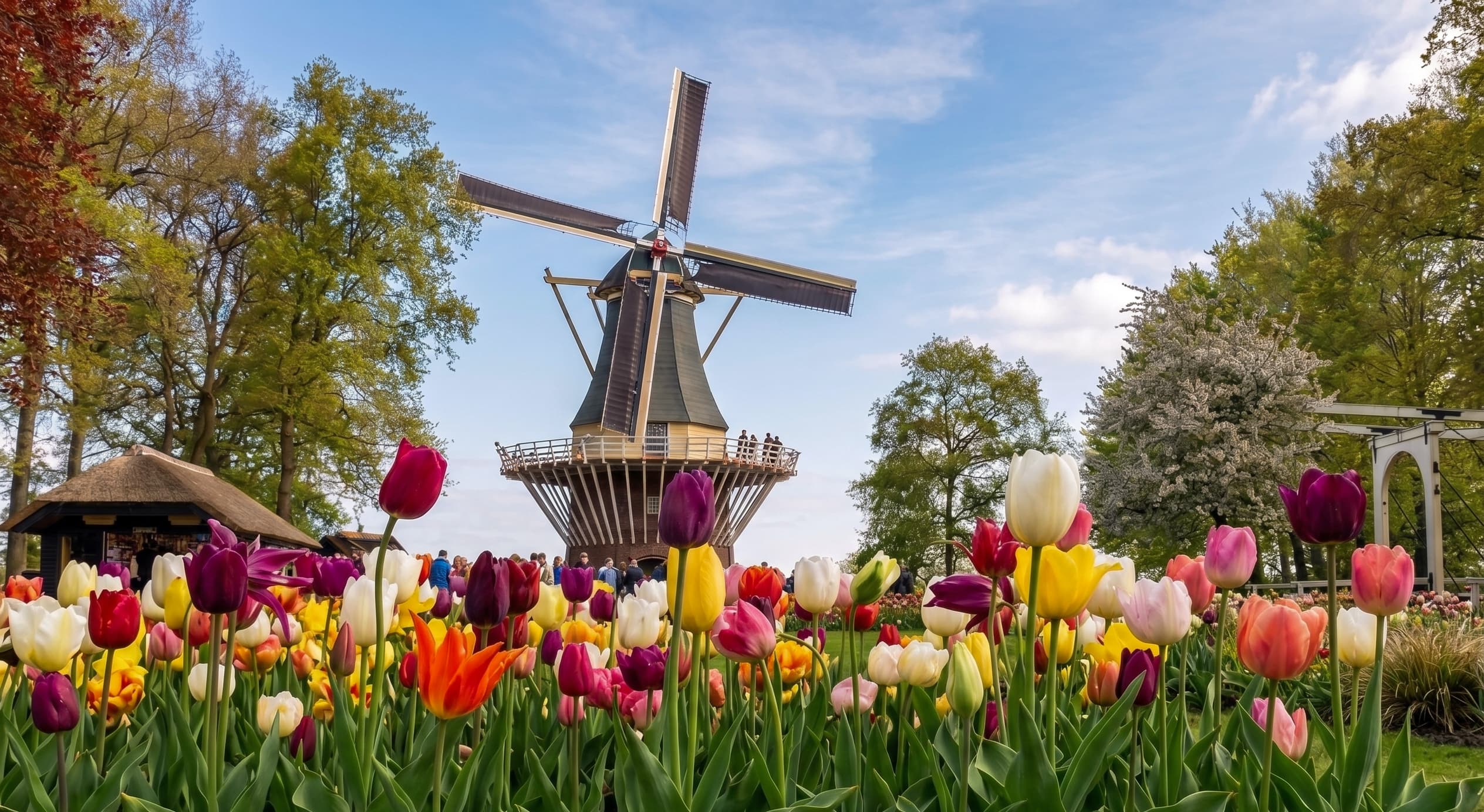 Mixed tulips in purple, yellow, orange and white around the base of the Keukenhof windmill, April bloom