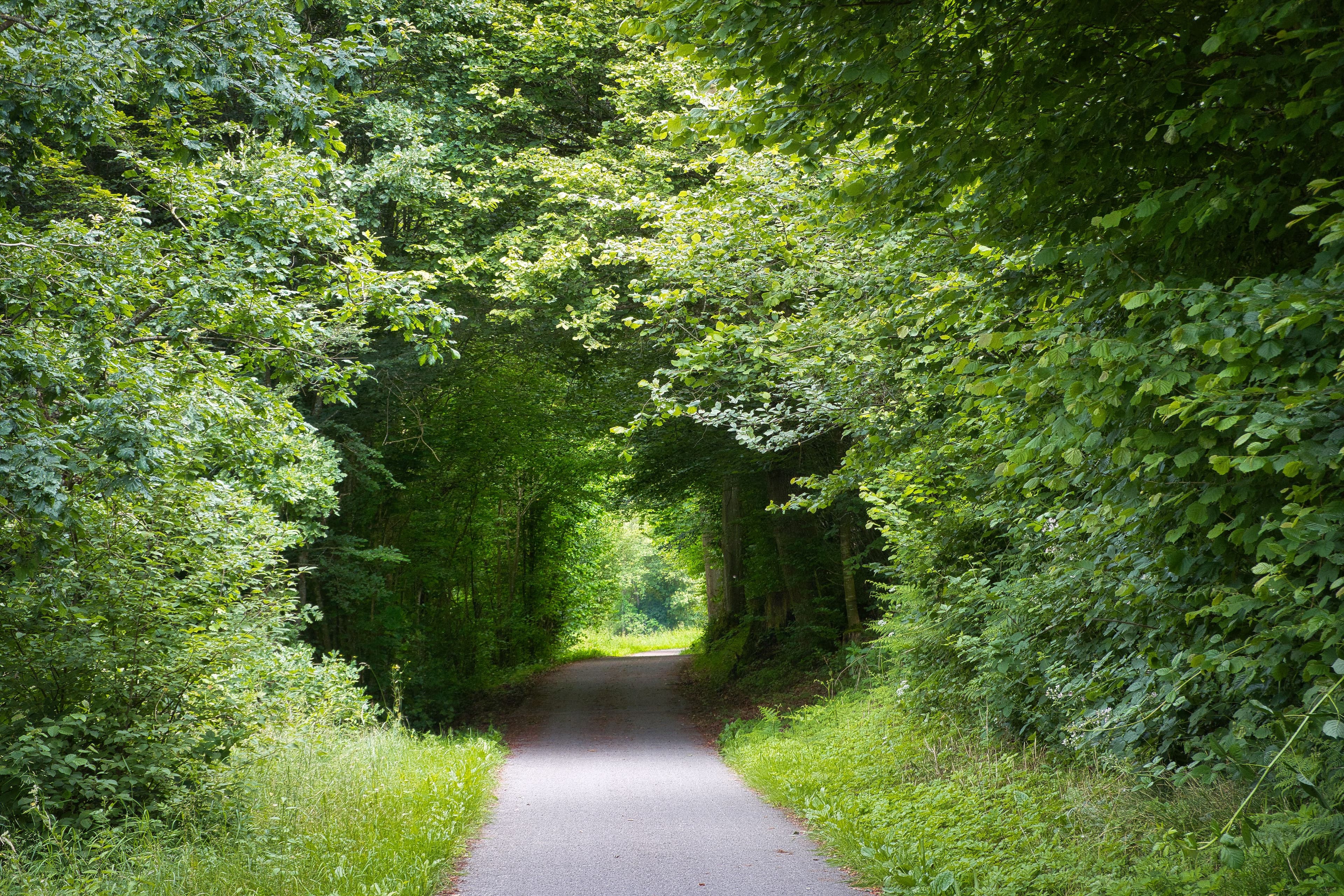 A flat, tree-lined stretch of the Tarka Trail, the former railway line the marathon course follows out and back from Barnstaple